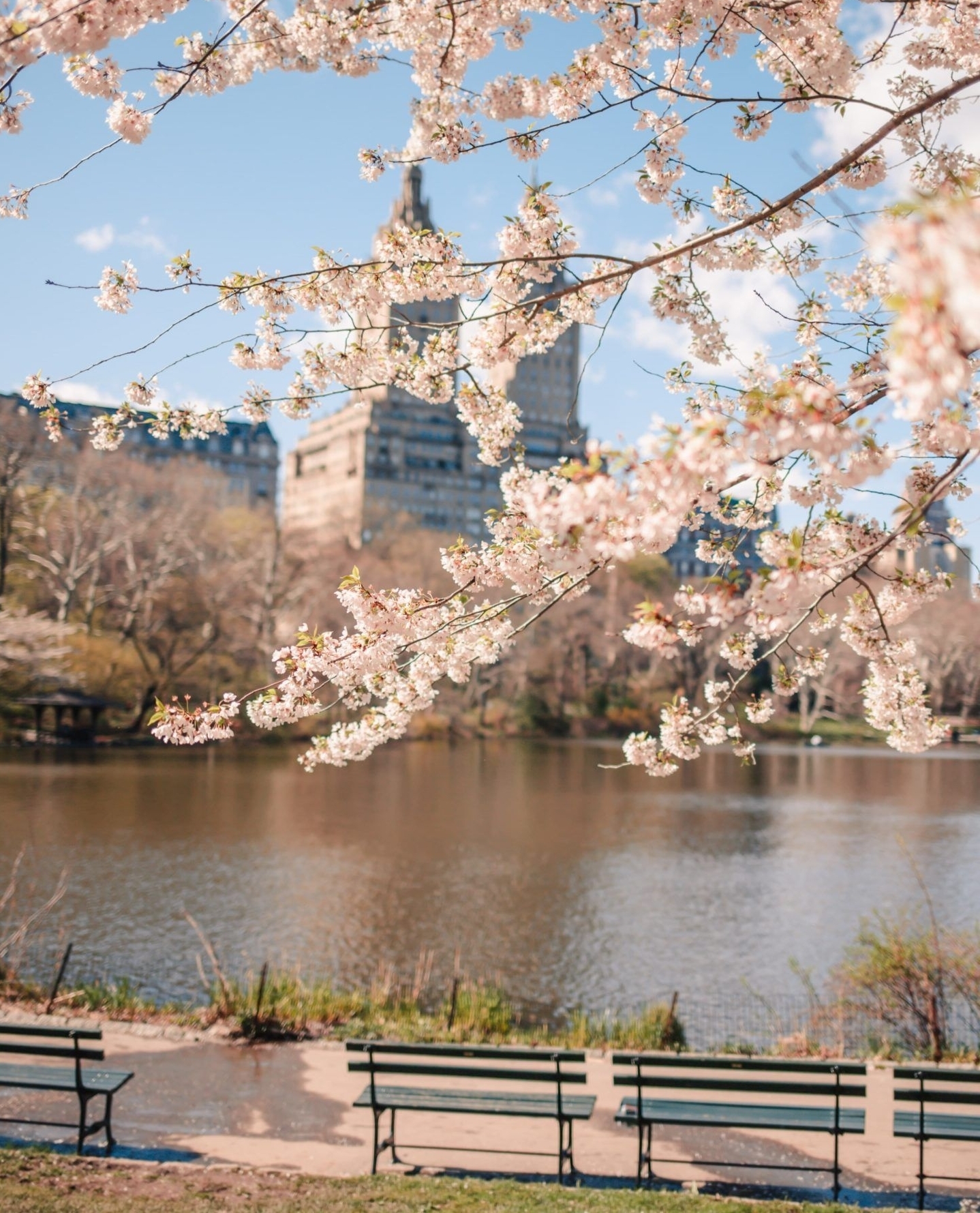 stay close, but still feel worlds away. a blooming Central Park awaits⁠⁠photo by @danaberez